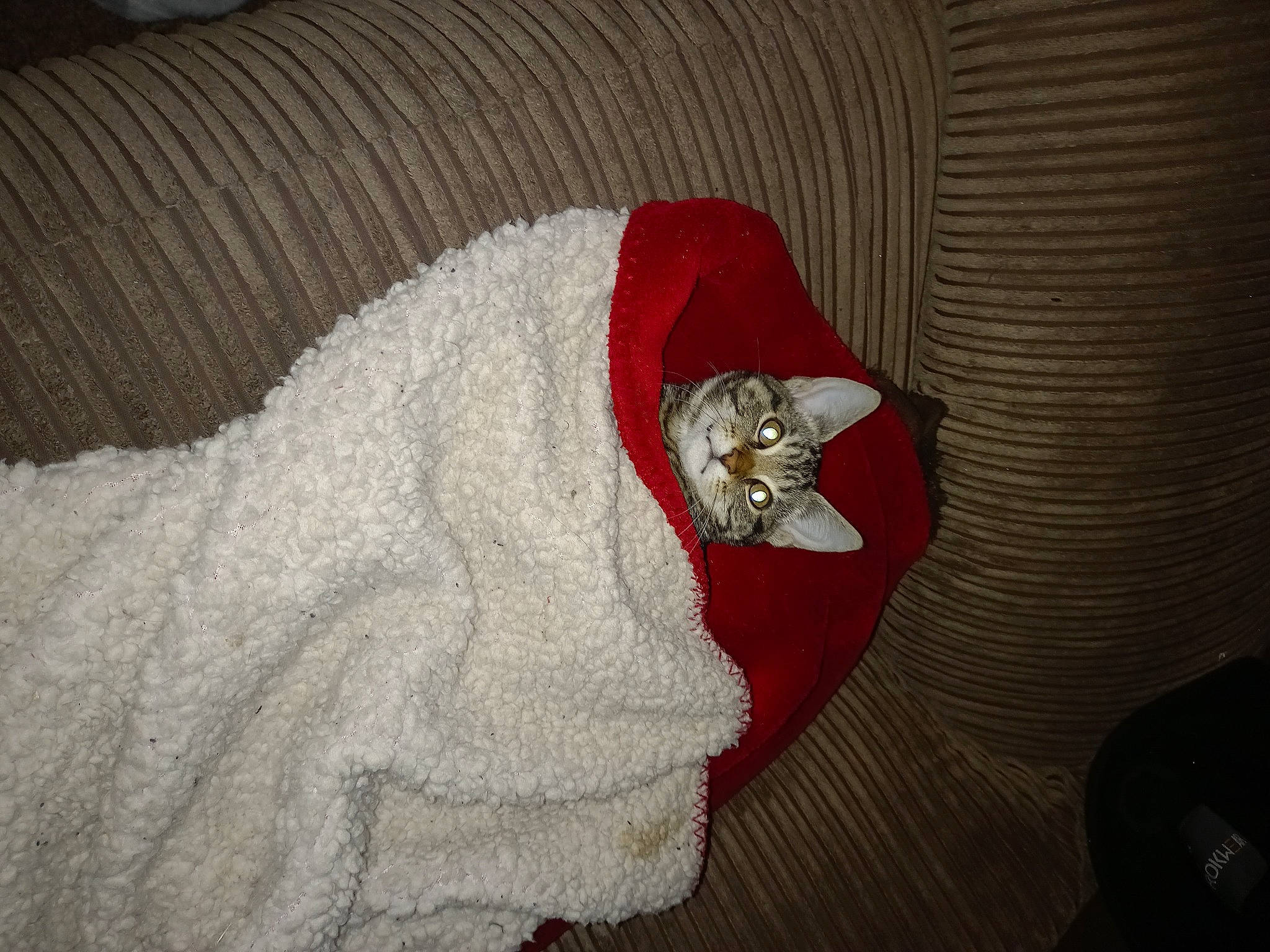 Lily joined the competition — help win amazing prizes! canidae, carmine, carnivore, cat, comfort, costume_hat, couch, dog_breed, domestic_short_haired_cat, fashion_accessory, fawn, felidae, fur, grey, linens, small_to_medium_sized_cats, sporting_group, tail, whiskers, working_animal