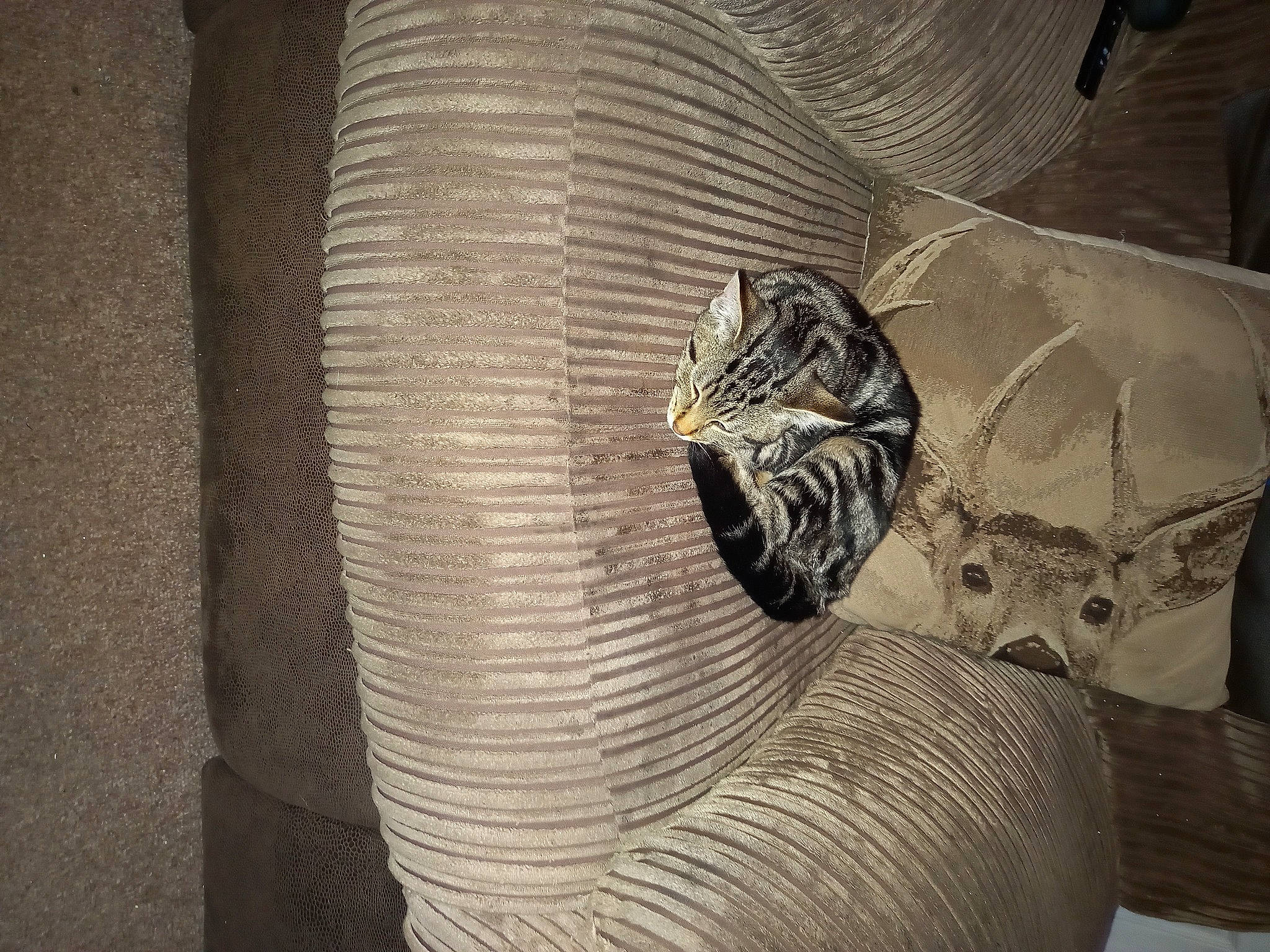 Lily joined the competition — help win amazing prizes! art, artifact, carnivore, carving, cat, door, felidae, grey, metal, pattern, plant, sculpture, small_to_medium_sized_cats, terrestrial_animal, tints_and_shades, tree, trunk, whiskers, window, wood