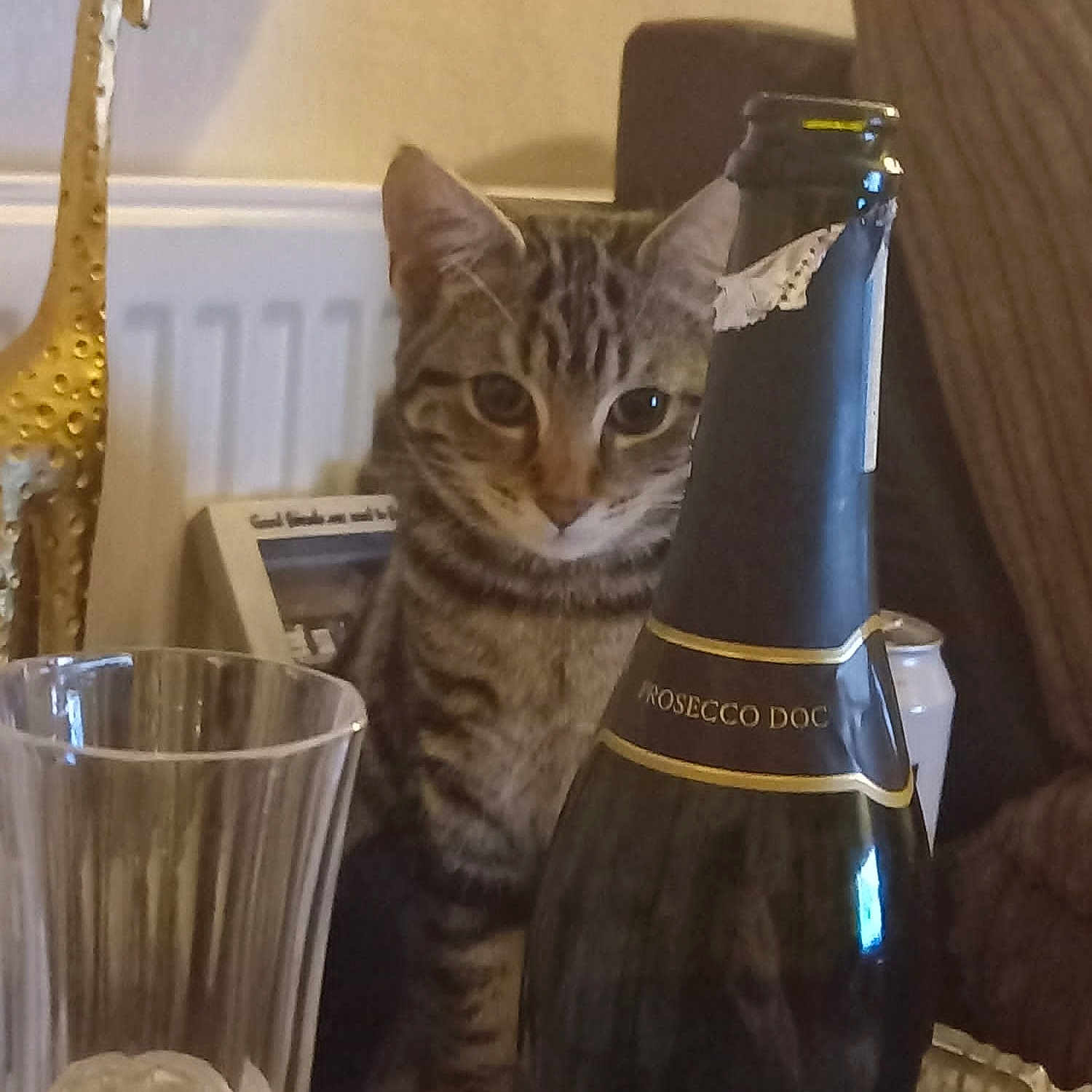 Lily joined the competition — help win amazing prizes! barware, basket, bottle, carnivore, cat, distilled_beverage, domestic_short_haired_cat, drink, drinkware, electric_blue, felidae, fur, glass, glass_bottle, small_to_medium_sized_cats, tail, terrestrial_animal, vehicle, whiskers, wine_bottle