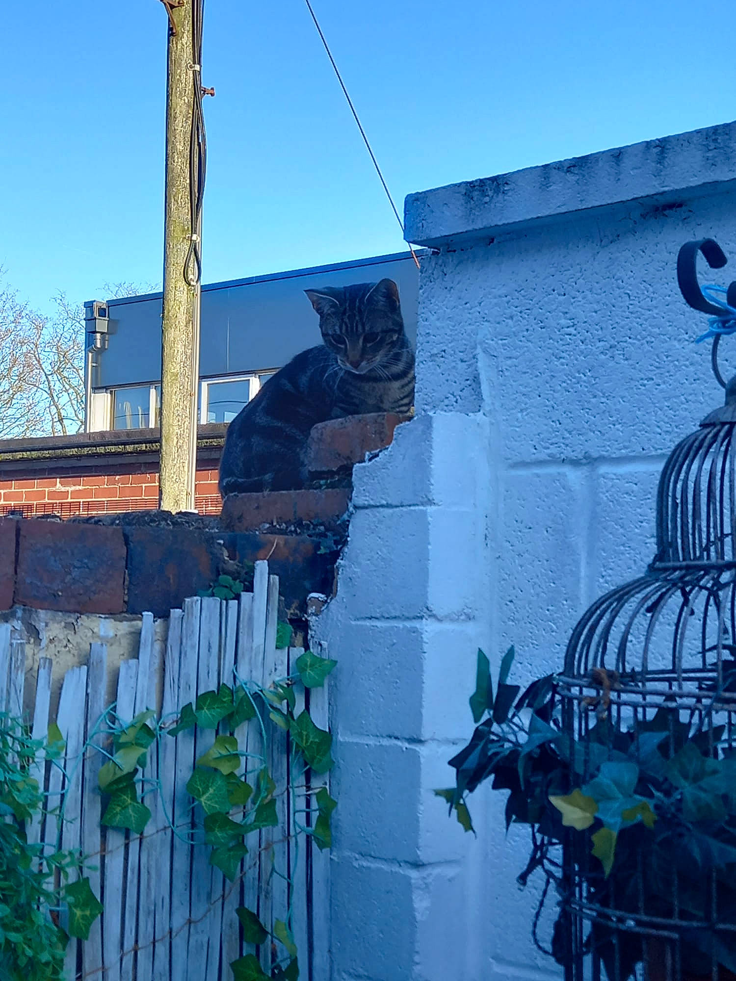 Lily joined the competition — help win amazing prizes! art, blue, brick, brickwork, building, city, electric_blue, electricity, facade, fence, graffiti, home_fencing, metal, mural, neighbourhood, overhead_power_line, plant, sky, urban_area, wood