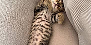 Alsan participe au concours pour gagner de l'argent avec cette photo : kitten, cat, sleeping, tabby, striped, fur, pets, cute, cozy, cushion, fabric, resting, indoor, nap, small, animal, relaxing, adorable, whiskers, soft