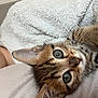 Alsan participe au concours pour gagner de l'argent avec cette photo : cat, kitten, tabby, pet, animal, feline, cute, soft, blanket, couch, indoor, closeup, fur, whiskers, ears, eyes, relaxed, resting, comfort, playful