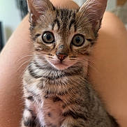 Alsan participe au concours pour gagner de l'argent avec cette photo : animal, cat, closeup, curious, cute, domestic, ears, eyes, feline, focus, fur, indoor, kitten, lap, pet, portrait, soft, tabby, whiskers, young