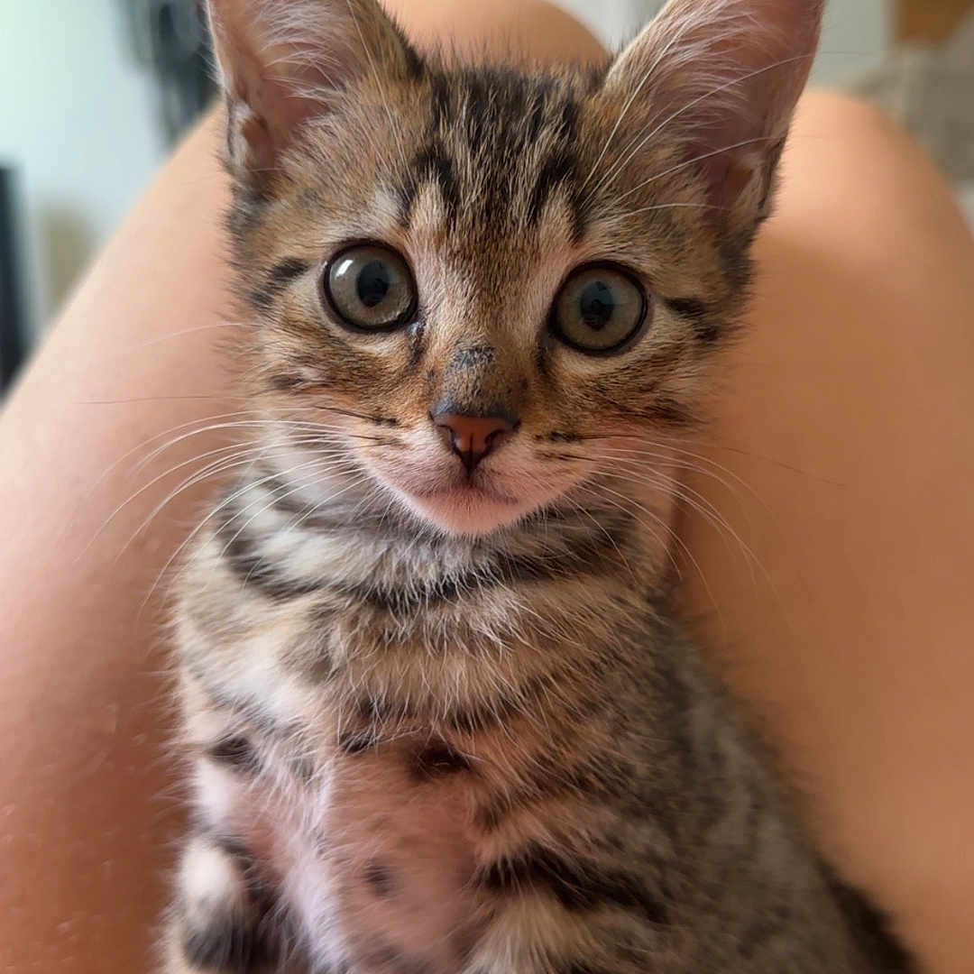 Alsan participe au concours pour gagner de l'argent avec cette photo : animal, cat, closeup, curious, cute, domestic, ears, eyes, feline, focus, fur, indoor, kitten, lap, pet, portrait, soft, tabby, whiskers, young