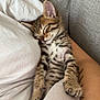 Alsan a rejoint le concours — aidez-le/la à gagner de superbes lots ! kitten, sleeping, tabby, cat, pet, cozy, blanket, tattoo, arm, white_shirt, indoor, relaxation, cute, fur, animal, rest, snuggle, soft, comfort, nap