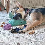 Winnie joined the competition — help win amazing prizes! dog, german_shepherd, carpet, toy, plush_toy, bone, indoor, resting, sleeping, collar, furniture, couch, pet, animal, paw, chew_toy, relaxation, home, floor, domestic_animal
