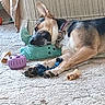dog, german_shepherd, carpet, toy, plush_toy, bone, indoor, resting, sleeping, collar, furniture, couch, pet, animal, paw, chew_toy, relaxation, home, floor, domestic_animal