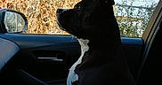 Skye joined the competition — help win amazing prizes! autumn_leaves, black_dog, calm, canine, car_interior, daylight, dog, looking_out, nature_outside, passenger_seat, pet, profile_view, serious, side_mirror, sitting, sunlight, trees, vehicle, white_chest, window