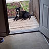 Skye is registered to the contest to win money with this photo: alert, black_dog, canine, concrete, daylight, dog, floor, food_bowl, grass, home, indoor, open_door, outdoor, pet, quiet, resting, stairs, white_markings, wooden_porch, yard