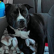 Skye joined the competition — help win amazing prizes! animal, backseat, black_dog, blanket, canine, car_interior, collar, comfort, dog, indoors, pet, relaxation, resting, seat, seatbelt, shadow, tag, vehicle, white_spot, window_light