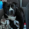 dog, black_dog, white_spot, car_interior, backseat, blanket, seatbelt, pet, animal, canine, resting, indoors, comfort, relaxation, vehicle, window_light, shadow, seat, collar, tag