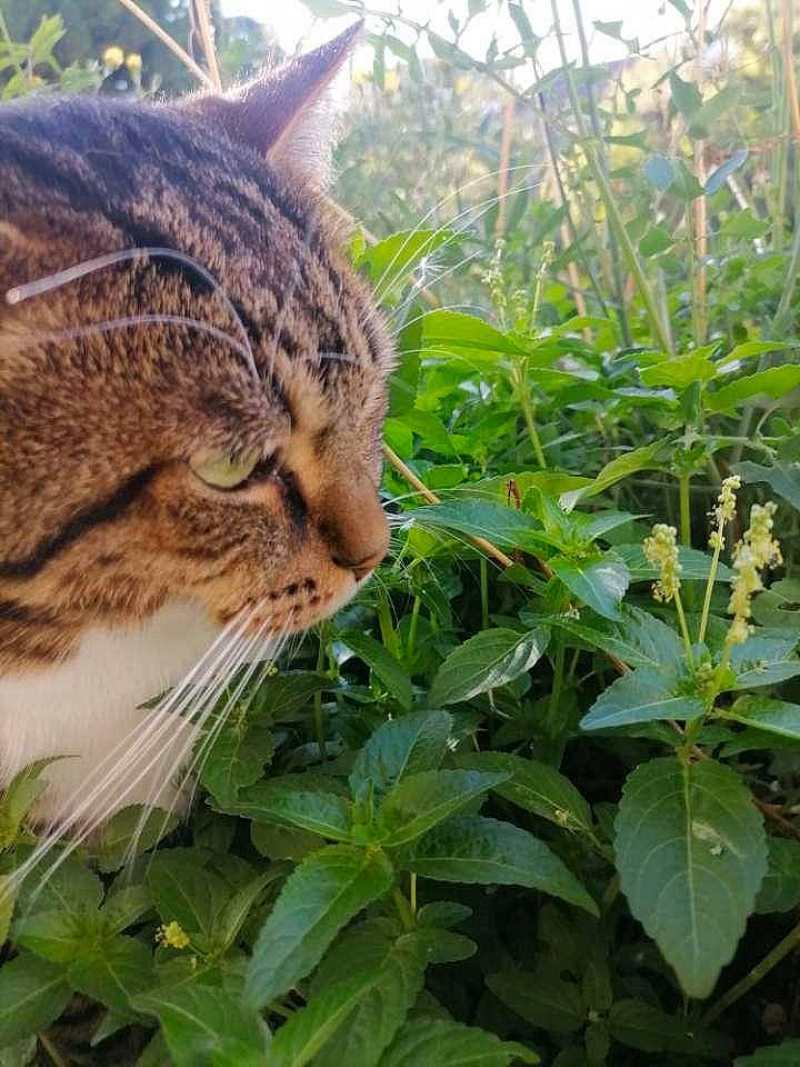 Sangohan a rejoint le concours — aidez-le/la à gagner de superbes lots ! carnivore, cat, domestic_short_haired_cat, felidae, fur, grass, groundcover, hemp, leaf_vegetable, plant, shrub, small_to_medium_sized_cats, snout, tail, terrestrial_animal, terrestrial_plant, tree, vegetation, whiskers, wildlife