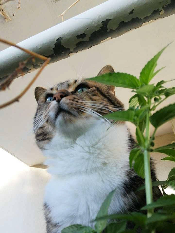 Sangohan participe au concours pour gagner de l'argent avec cette photo : carnivore, cat, domestic_short_haired_cat, fawn, felidae, fur, grass, herb, palm_tree, plant, plant_stem, small_to_medium_sized_cats, tail, terrestrial_animal, tree, twig, whiskers, wildlife, window, wood