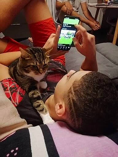 Sangohan a rejoint le concours — aidez-le/la à gagner de superbes lots ! arm, carnivore, cat, comfort, communication_device, cool, felidae, finger, gesture, hand, human, lap, leg, mobile_phone, nail, photograph, portable_communications_device, small_to_medium_sized_cats, thigh, thumb