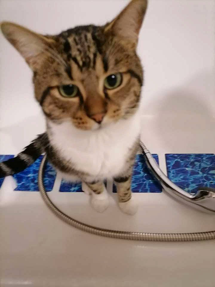 Sangohan a rejoint le concours — aidez-le/la à gagner de superbes lots ! art, bowl, carnivore, cat, ceramic, collar, dishware, domestic_short_haired_cat, drinkware, eyewear, felidae, fur, pet_supply, porcelain, serveware, sitting, small_to_medium_sized_cats, snout, whiskers, wire