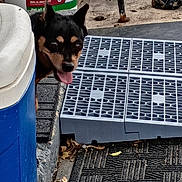Babee is registered to the contest to win money with this photo: dog, cooler, outdoor, tongue_out, black_and_tan, curious, plastic, mat, concrete, grate, leaves, container, side_view, peeking, small_dog, urban, resting, tongue, metal, background