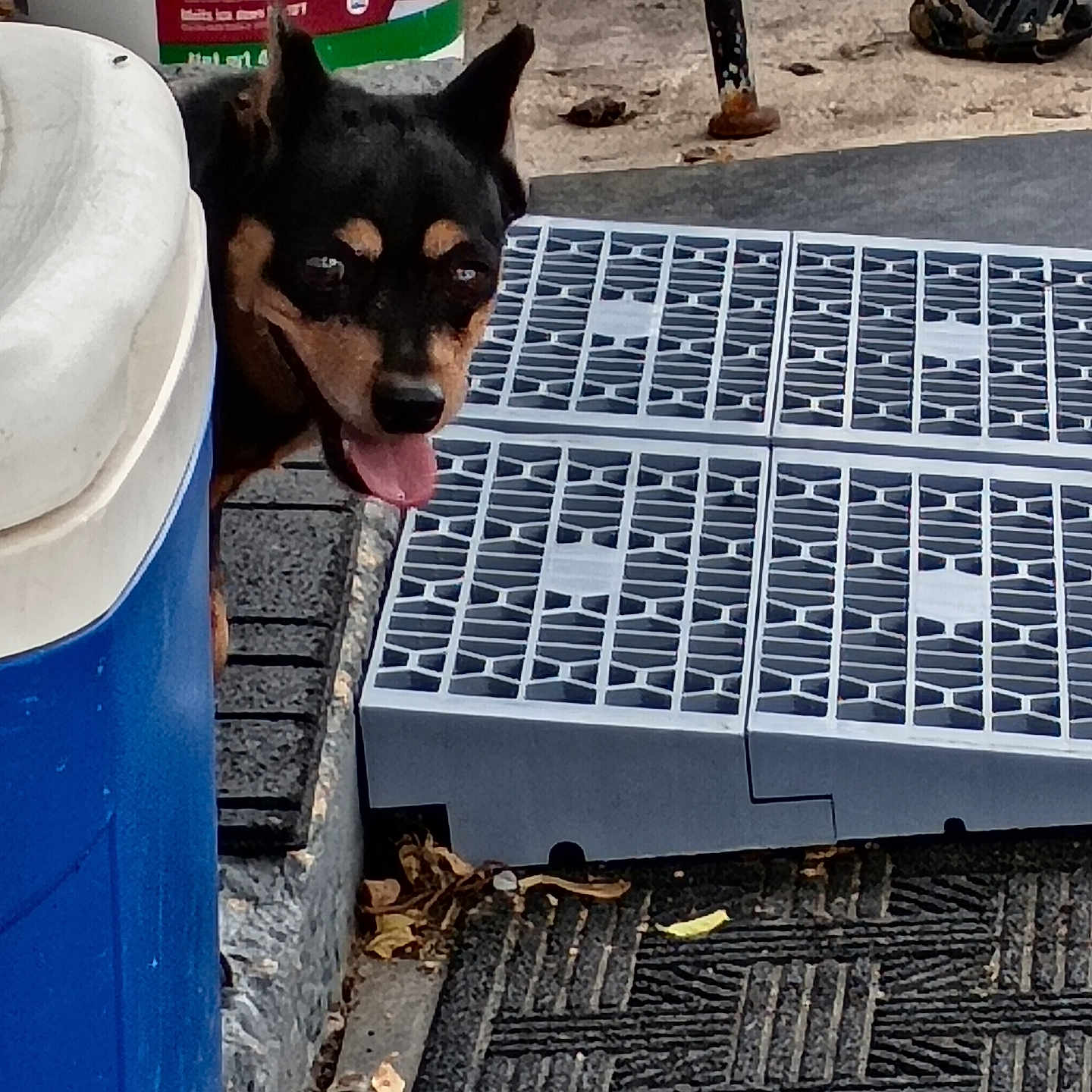 Babee is registered to the contest to win money with this photo: dog, cooler, outdoor, tongue_out, black_and_tan, curious, plastic, mat, concrete, grate, leaves, container, side_view, peeking, small_dog, urban, resting, tongue, metal, background