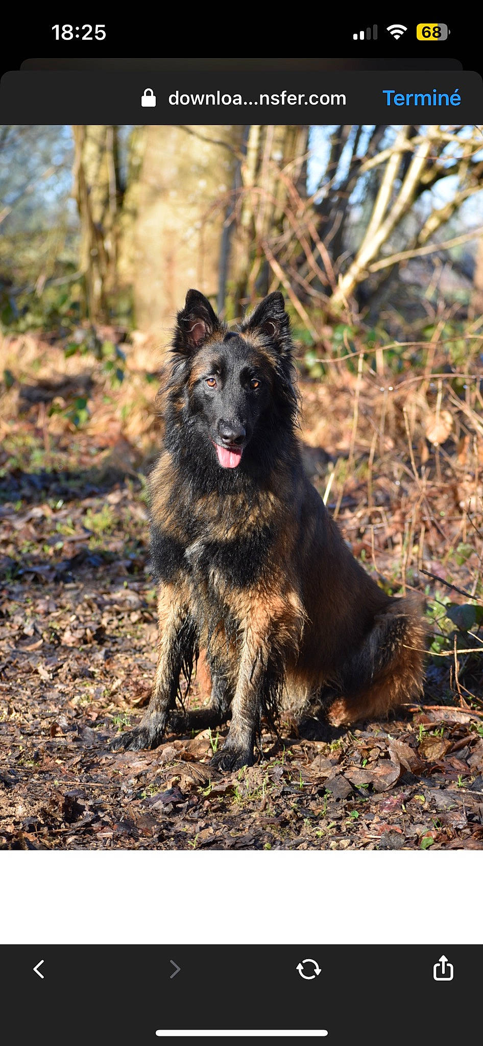 Scala a rejoint le concours — aidez-le/la à gagner de superbes lots ! canidae, carnivore, companion_dog, dog, dog_breed, fur, herding_dog, king_shepherd, old_german_shepherd_dog, soil, sporting_group, terrestrial_animal, wildlife, working_animal, working_dog