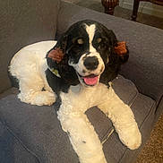 Gidget joined the competition — help win amazing prizes! animal, black_and_white, bow, carpet, cocker_spaniel, companion, couch, cozy, cute, dog, domestic, ears, fluffy, furniture, indoor, lying_down, pet, relaxed, smiling, tongue_out