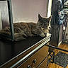 Truffles is registered to the contest to win money with this photo: cat, furniture, indoor, dresser, gray_cat, pet, fur, animal, door, bag, wooden_floor, gaze, relaxing, resting, home, black_surface, eyes, ears, tail, quiet