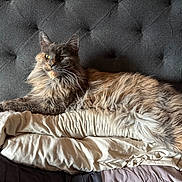 Truffles joined the competition — help win amazing prizes! cat, long_hair, feline, pet, bed, comforter, tufted_headboard, gray, cream, relaxing, indoor, fur, whiskers, yellow_eyes, sleepy, resting, cozy, domestic_animal, animal, portrait