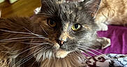 Truffles joined the competition — help win amazing prizes! cat, feline, pet, indoor, bed, blanket, fur, whiskers, eyes, relaxed, cozy, animal, mammal, domestic, two_cats, focus, close_up, background, home, resting
