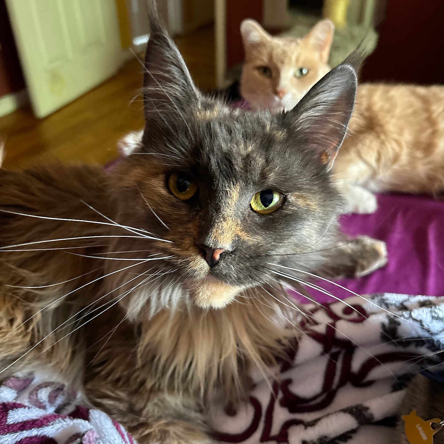 Truffles joined the competition — help win amazing prizes! cat, feline, pet, indoor, bed, blanket, fur, whiskers, eyes, relaxed, cozy, animal, mammal, domestic, two_cats, focus, close_up, background, home, resting