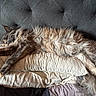 Truffles is registered to the contest to win money with this photo: cat, fluffy, sleeping, pillow, bed, tufted_headboard, relaxed, feline, domestic_animal, fur, cozy, resting, indoor, whiskers, paw, cute, tabby, animal, soft, comfort