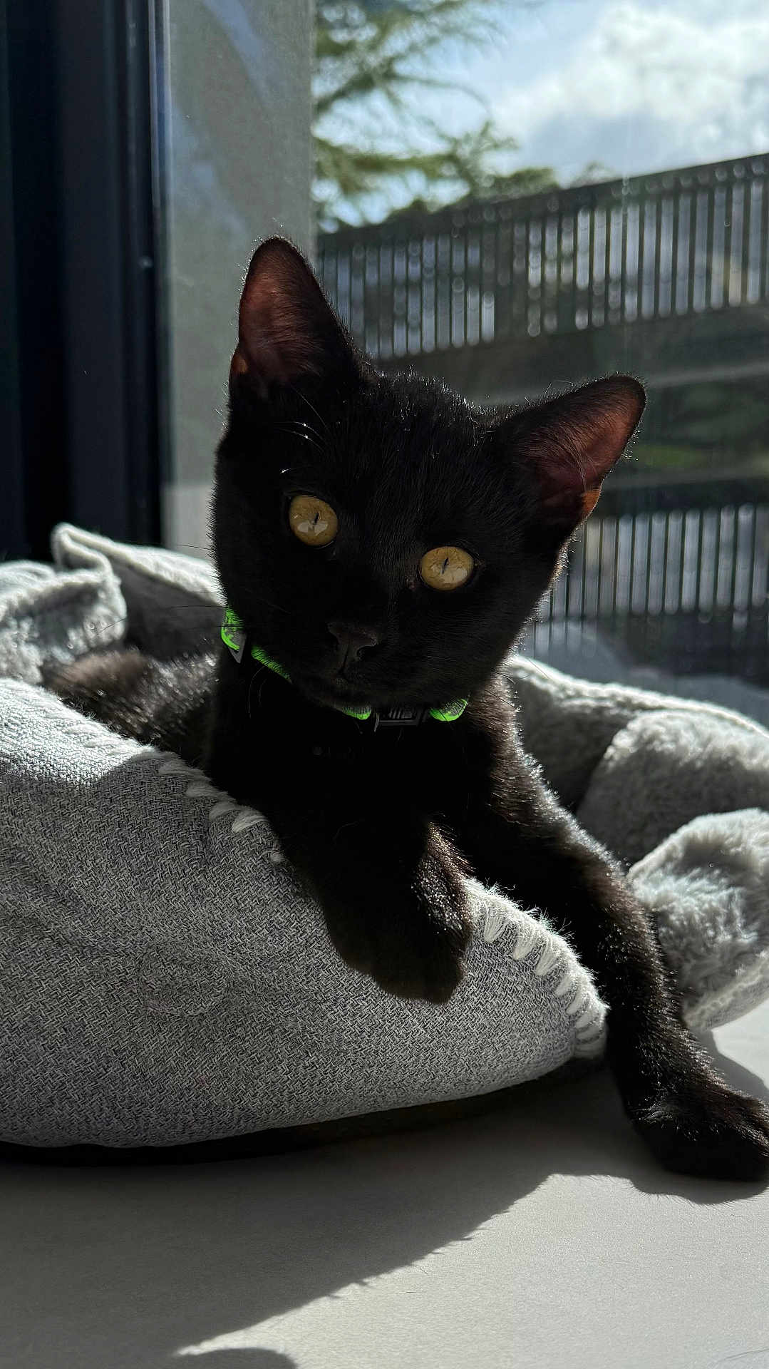 Albus a rejoint le concours — aidez-le/la à gagner de superbes lots ! black_cat, kitten, pet, cat, indoor, sunlight, window, bed, gray, yellow_eyes, collar, cozy, feline, relaxed, paw, fur, animal, cute, domestic, curious
