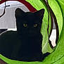 animal, black_cat, cozy, curious, cute, domestic_cat, feline, floor, green_tunnel, household, indoor, kitten, pet, playful, quiet, resting, shadow, toy, yellow_eyes, young_cat