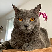 Roméo participe au concours pour gagner de l'argent avec cette photo : abyssinian, animal, cat, face, flower, flowerarrangement, furniture, hardwood, head, indoors, interiordesign, kitten, manx, person, pet, petal, plant, plywood, shelf, wood