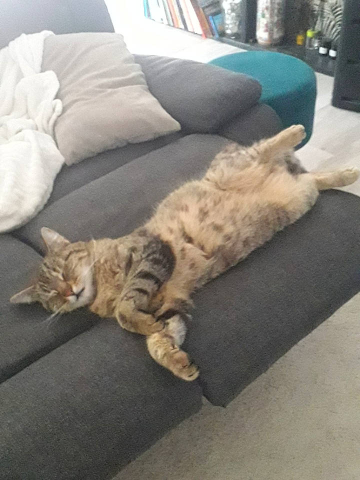 Tigri a rejoint le concours — aidez-le/la à gagner de superbes lots ! bedding, carnivore, cat, comfort, companion_dog, couch, domestic_short_haired_cat, felidae, floor, flooring, fur, grey, linens, paw, room, small_to_medium_sized_cats, tail, throw_pillow, whiskers, wood