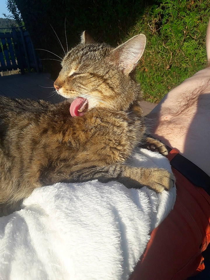 Tigri a rejoint le concours — aidez-le/la à gagner de superbes lots ! bed, carnivore, cat, claw, comfort, domestic_short_haired_cat, fawn, felidae, fur, grass, nap, paw, sitting, small_to_medium_sized_cats, snout, tail, terrestrial_animal, tree, whiskers, wildlife