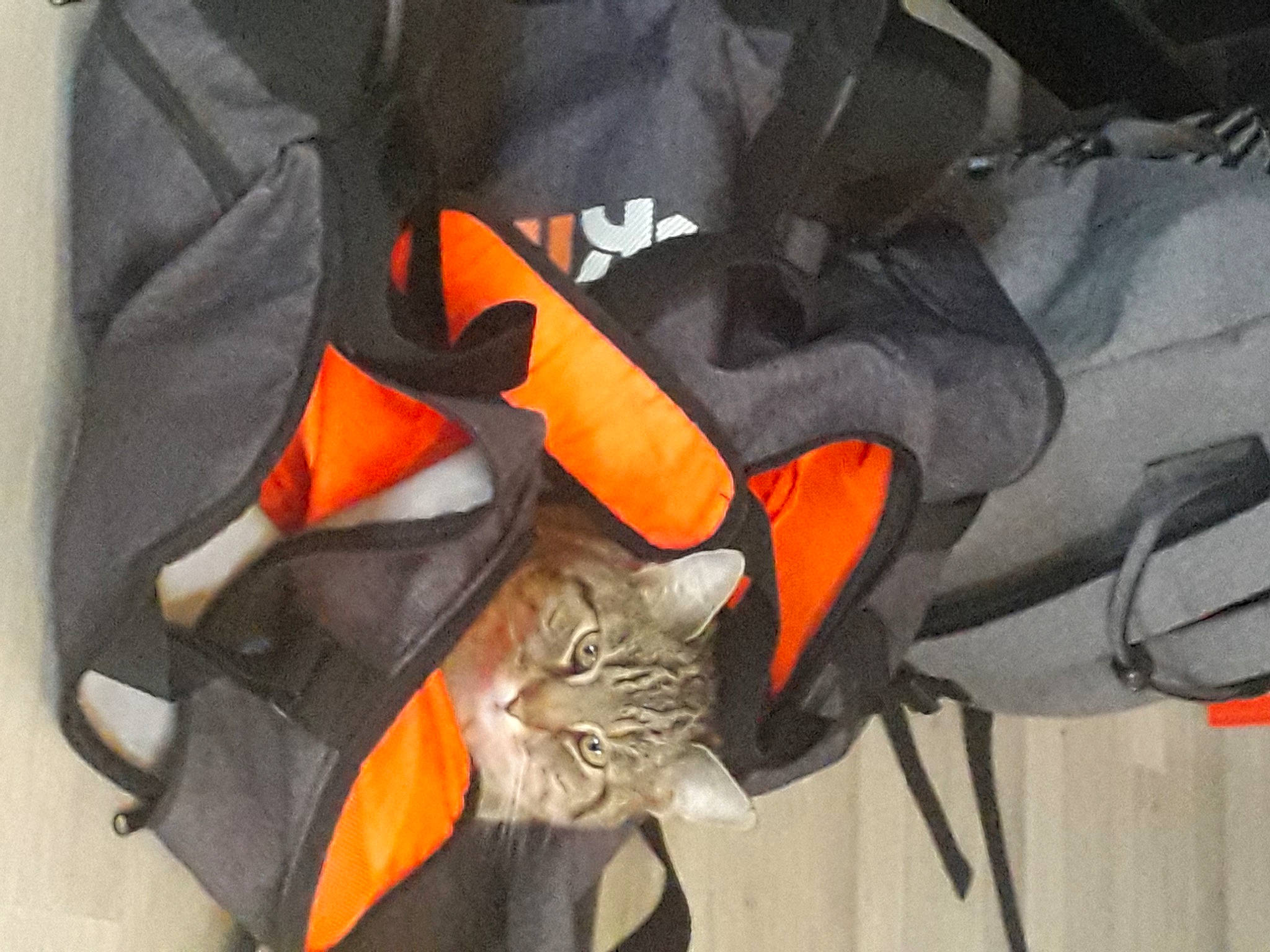 Tigri a rejoint le concours — aidez-le/la à gagner de superbes lots ! backpack, bag, baggage, carmine, carnivore, cat, claw, comfort, domestic_short_haired_cat, fashion_accessory, felidae, fur, hat, luggage_and_bags, orange, outdoor_shoe, personal_protective_equipment, small_to_medium_sized_cats, tail, whiskers