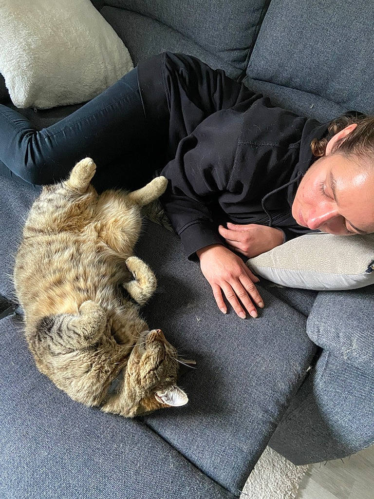 Tigri a rejoint le concours — aidez-le/la à gagner de superbes lots ! cat, comfort, companion_dog, domestic_short_haired_cat, felidae, finger, flooring, fur, gesture, hand, human_leg, interaction, lap, mammal, nail, small_to_medium_sized_cats, textile, toy, vertebrate, whiskers