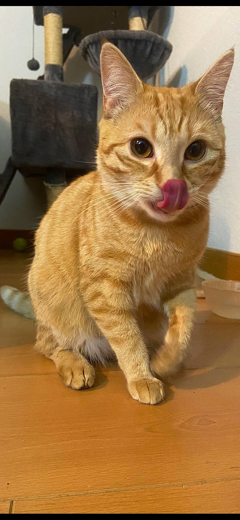 Cannelle participe au concours pour gagner de l'argent avec cette photo : carnivore, cat, claw, domestic_short_haired_cat, felidae, fur, paw, serveware, sitting, small_to_medium_sized_cats, tail, terrestrial_animal, whiskers, wildlife, wood