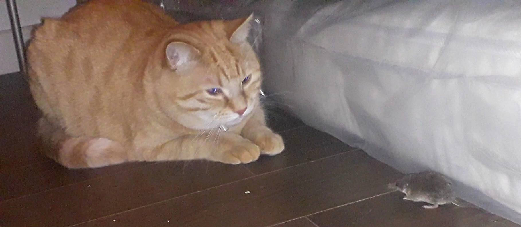 Cannelle a rejoint le concours — aidez-le/la à gagner de superbes lots ! carnivore, cat, comfort, domestic_short_haired_cat, fawn, felidae, flooring, fur, hardwood, paw, sitting, small_to_medium_sized_cats, snout, tail, terrestrial_animal, whiskers, wood