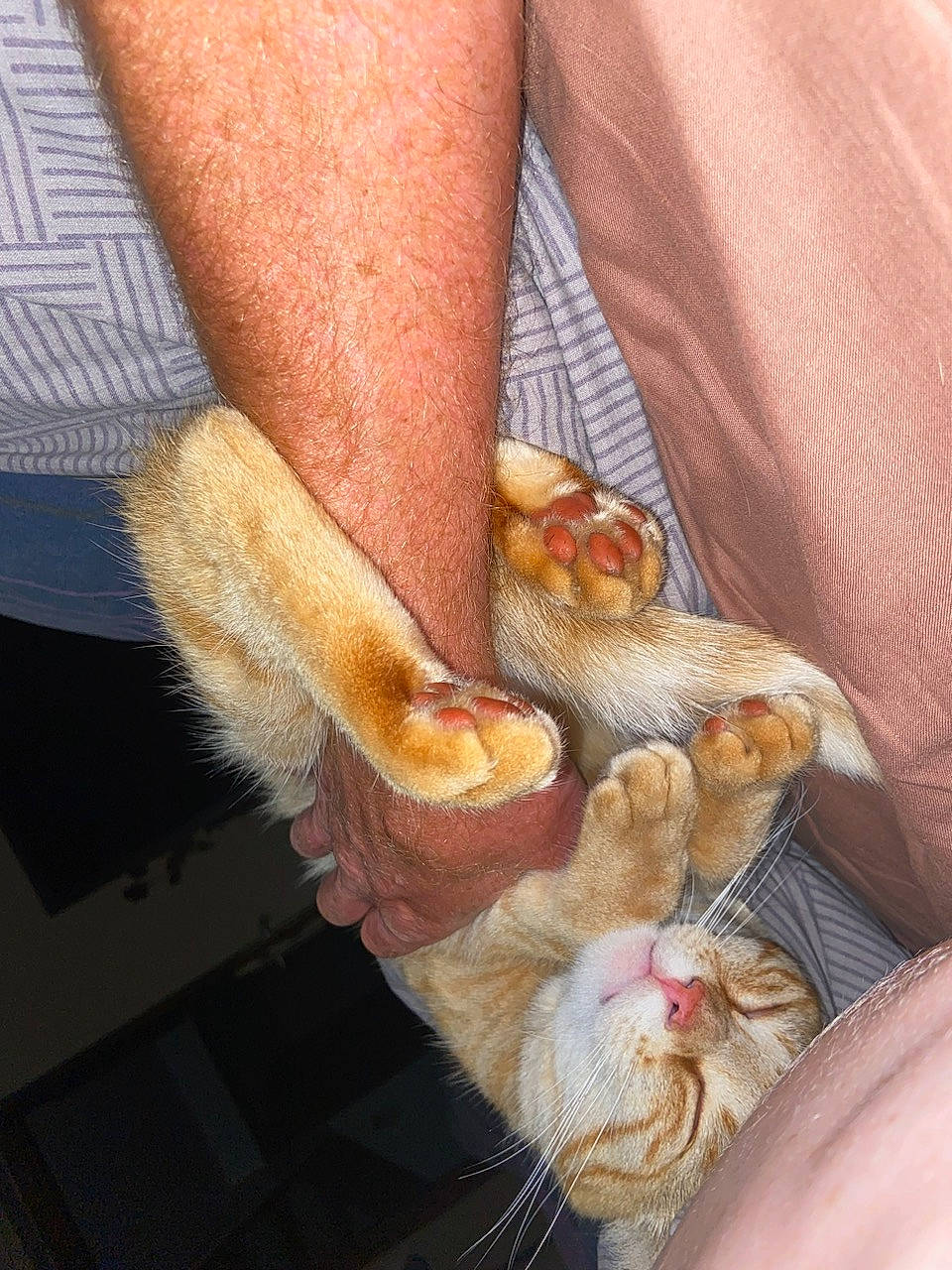 Cannelle participe au concours pour gagner de l'argent avec cette photo : barefoot, cat, claw, comfort, elbow, fawn, felidae, foot, gesture, human_leg, knee, nail, peach, plant, textile, thigh, thumb, toe, whiskers, wrist