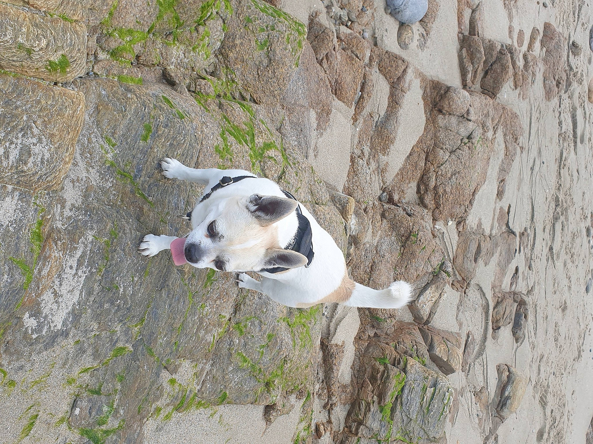 Hilton participe au concours pour gagner de l'argent avec cette photo : adventure, canidae, carnivore, collar, companion_dog, dog, dog_breed, dog_collar, fawn, grass, hunting_dog, non_sporting_group, pet_supply, plant, snout, sporting_group, tail, wood, working_animal