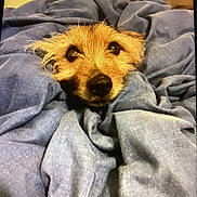 Alfie joined the competition — help win amazing prizes! dog, blanket, blue, cozy, fur, pet, snout, wrapped, cute, indoor, resting, comfort, animal, sleepy, portrait, face, warm, fur_texture, nose, eyes