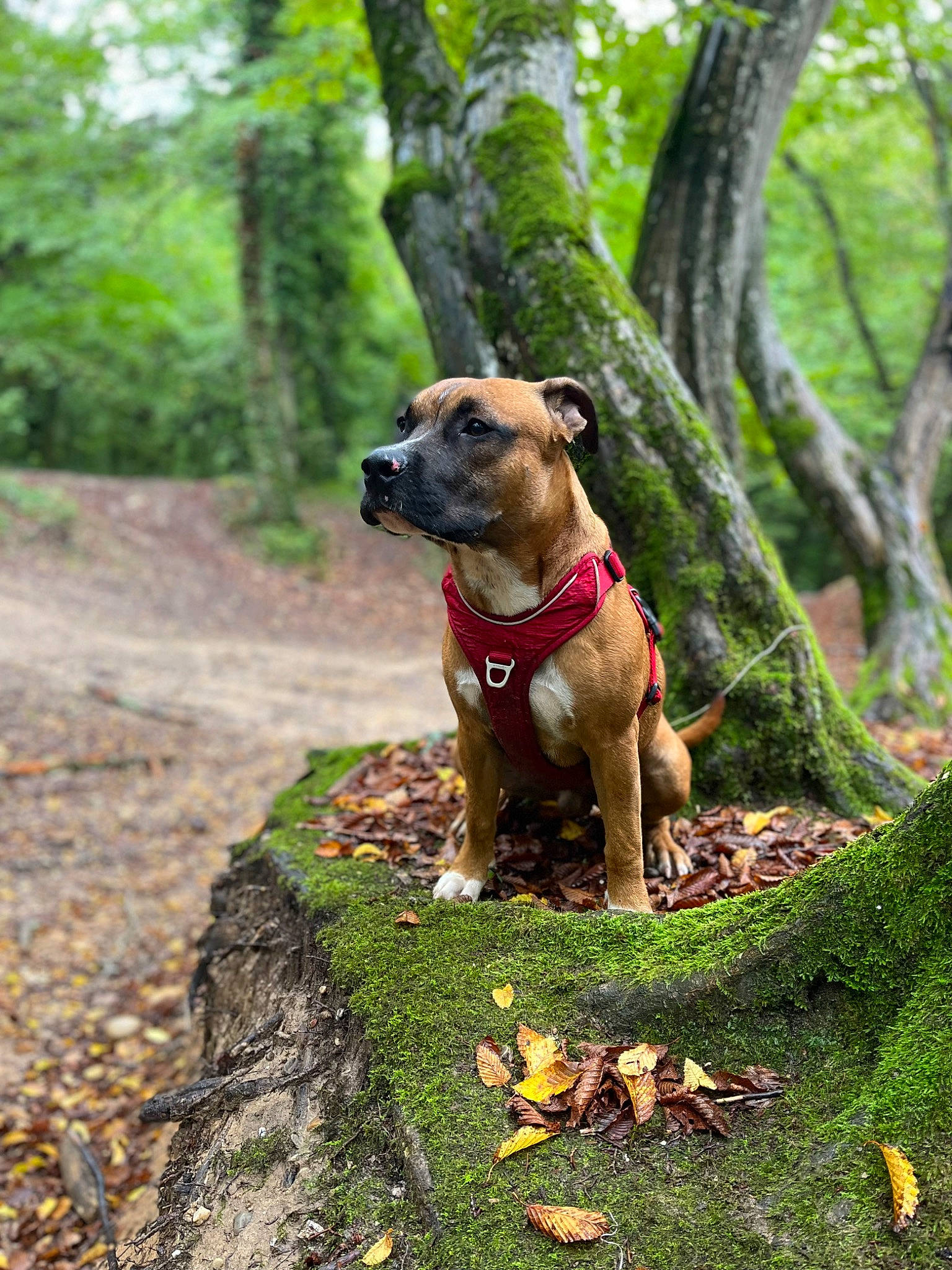 Tyron participe au concours pour gagner de l'argent avec cette photo : canidae, carnivore, collar, companion_dog, dog, dog_breed, dog_collar, dog_supply, fawn, grass, liver, pet_supply, plant, snout, sporting_group, tail, tree, trunk, wood, working_animal