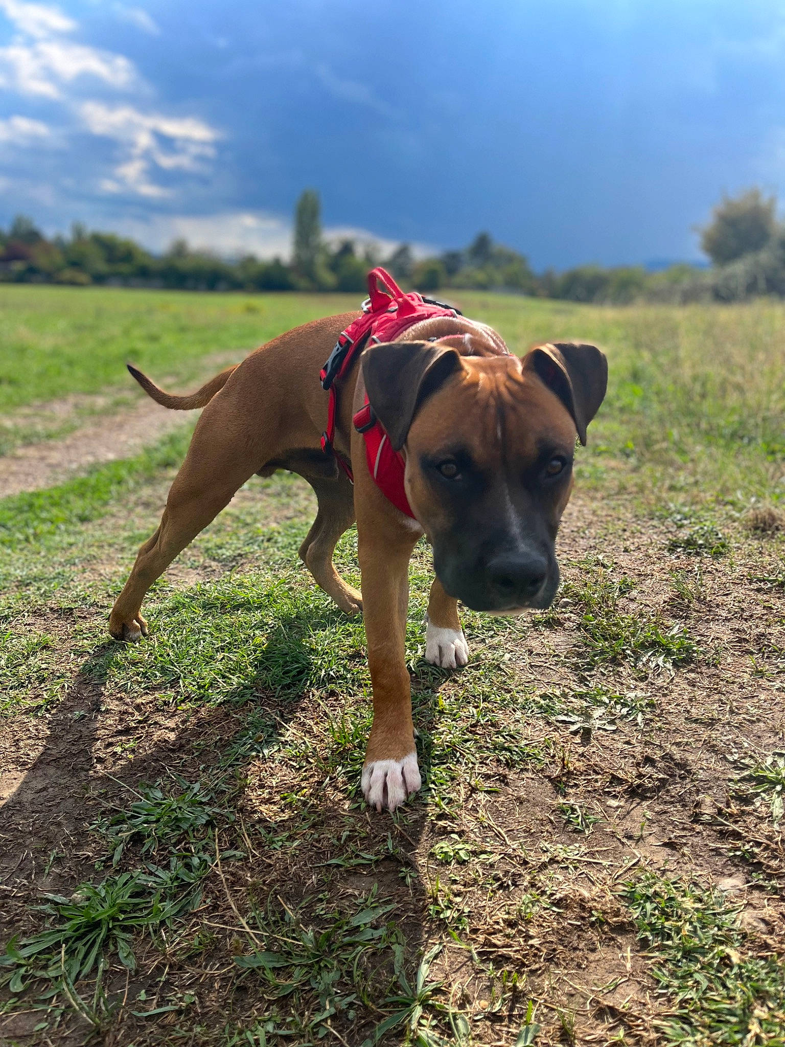 Tyron participe au concours pour gagner de l'argent avec cette photo : canidae, carnivore, cloud, collar, companion_dog, dog, dog_breed, dog_collar, dog_supply, fawn, grass, grassland, plant, sky, snout, soil, sporting_group, tail, tree, working_animal