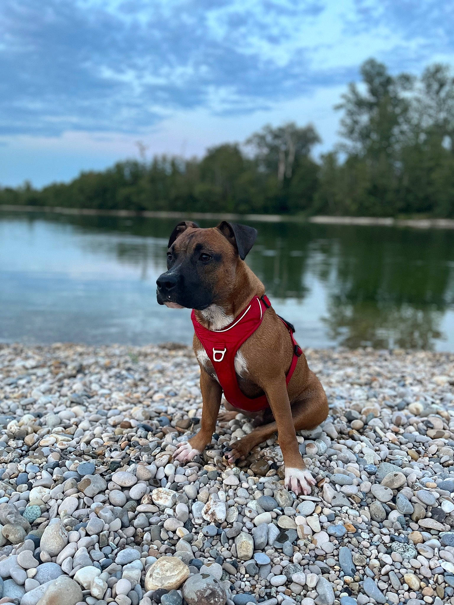 Tyron participe au concours pour gagner de l'argent avec cette photo : carnivore, cloud, collar, companion_dog, dog, dog_breed, dog_clothes, dog_collar, dog_supply, fawn, lake, landscape, leash, pet_supply, plant, sky, snout, tree, water, working_animal