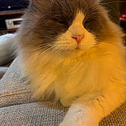 Minou a rejoint le concours — aidez-le/la à gagner de superbes lots ! cat, fluffy, long_hair, white_and_gray, pet, animal, feline, whiskers, pink_nose, paws, close_up, portrait, relaxed, sleepy, indoor, couch, furniture, warm_lighting, golden_light, home