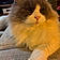 Minou