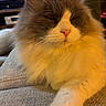 cat, fluffy, long_hair, white_and_gray, pet, animal, feline, whiskers, pink_nose, paws, close_up, portrait, relaxed, sleepy, indoor, couch, furniture, warm_lighting, golden_light, home