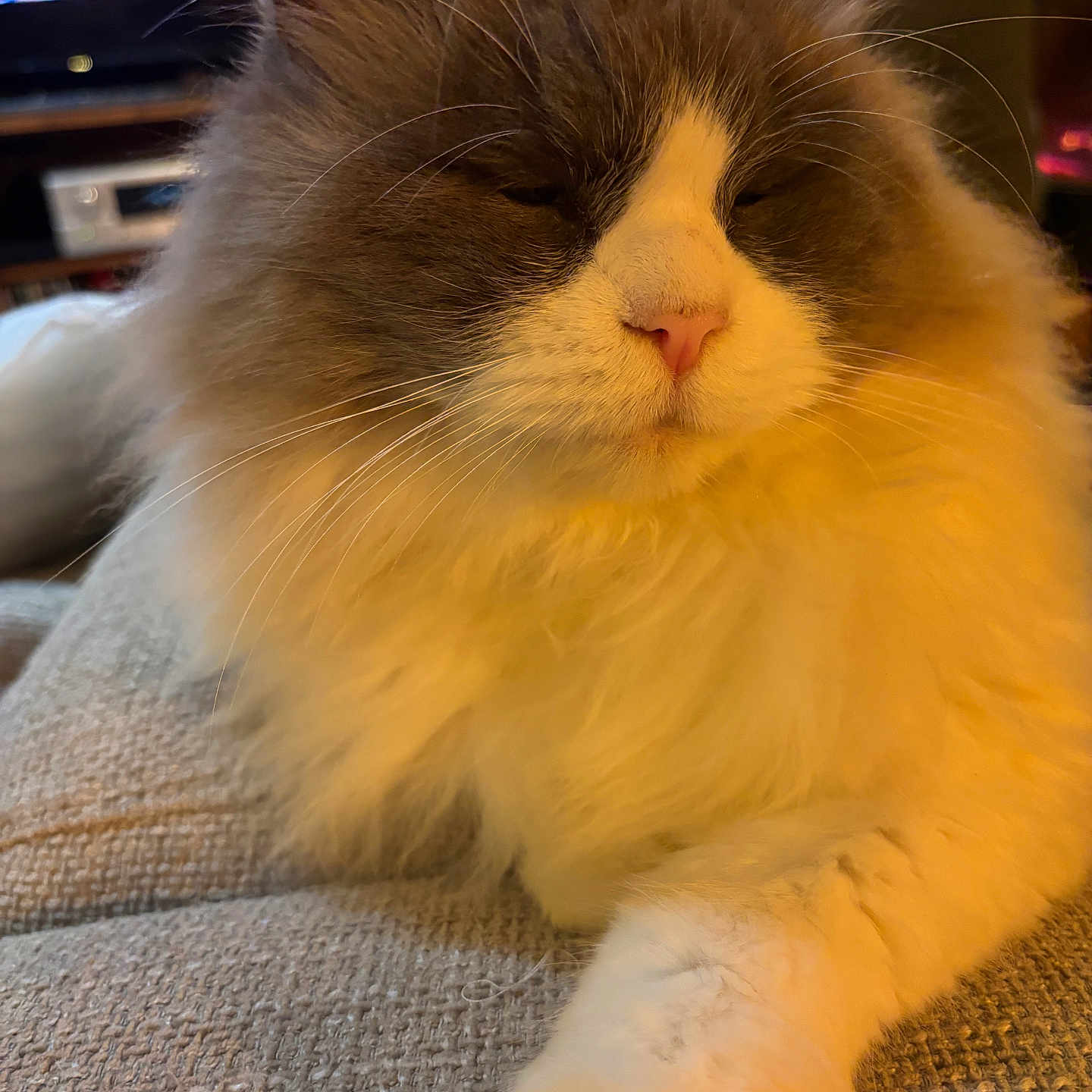 Minou