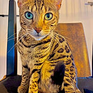 Clochette participe au concours pour gagner de l'argent avec cette photo : cat, bengal_cat, spotted_fur, blue_eyes, green_eyes, whiskers, ears, paws, sitting, portrait, close_up, indoor, chair, furniture, warm_lighting, golden_fur, striped_fur, animal, pet, symmetrical_composition