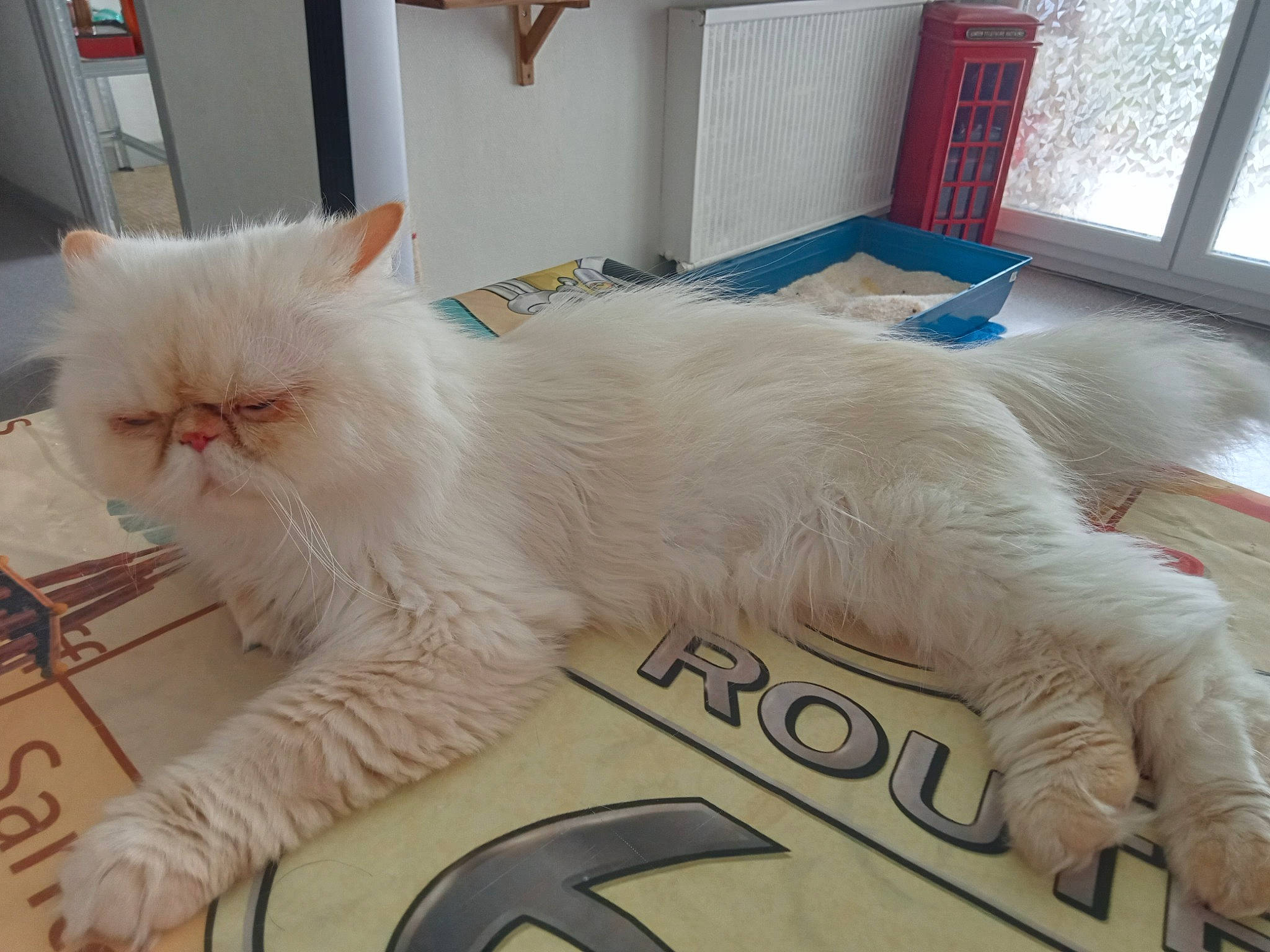 Rebelle a rejoint le concours — aidez-le/la à gagner de superbes lots ! carnivore, cat, claw, comfort, domestic_short_haired_cat, felidae, flooring, fur, paw, rectangle, small_to_medium_sized_cats, tail, whiskers, window, windscreen_wiper