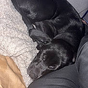 Max is registered to the contest to win money with this photo: animal, black_dog, blanket, close_up, clothing, comfort, cozy, curled_up, dog, fur, home, indoor, leg, nap, peaceful, pet, relaxation, resting, sleeping, soft_texture